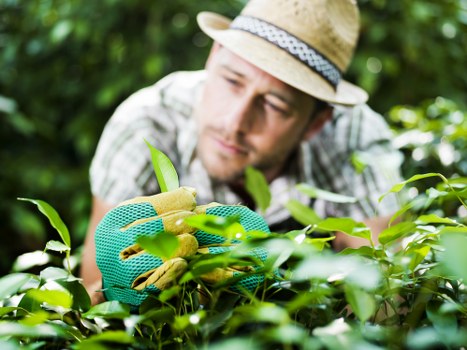 Yew hedges being trimmed in a Hanwell backyard